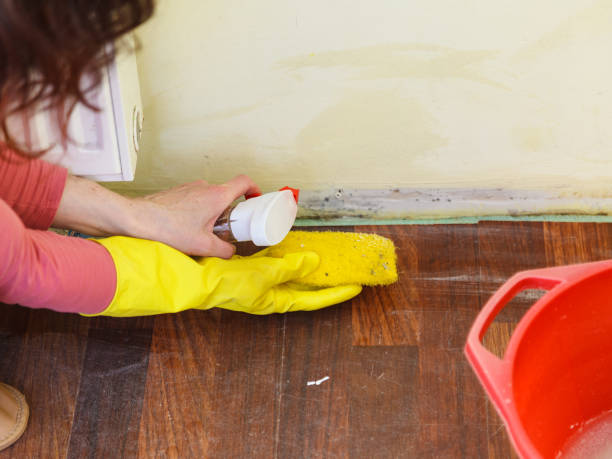 Professional Mold Removal in New Lisbon, WI